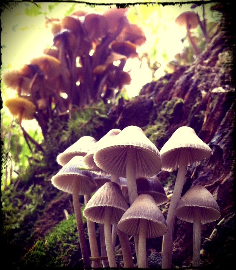 Fairy Toadstools